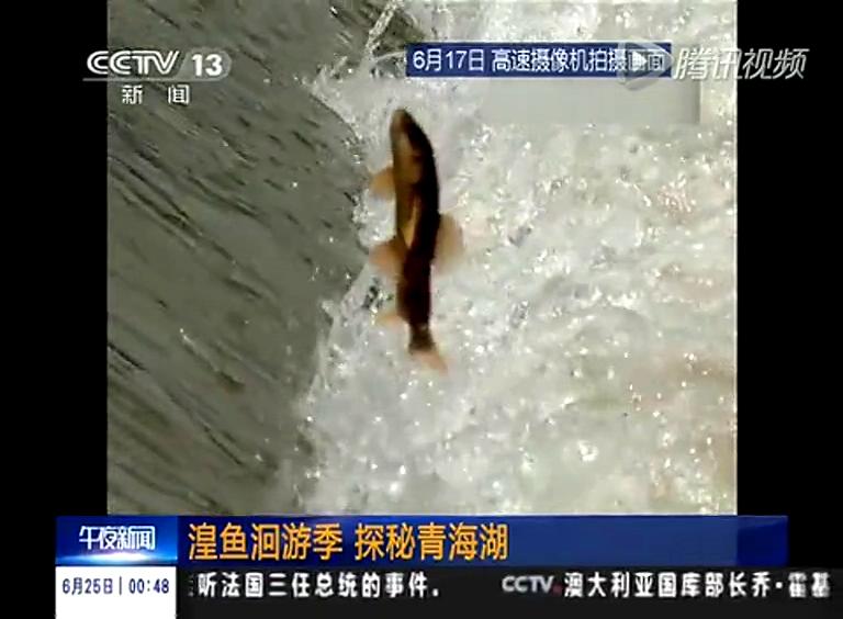 實(shí)拍湟魚洄游逐激流而生 爭相跳躍大壩