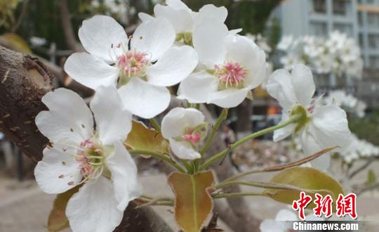 新疆百萬畝梨花與“百花”爭(zhēng)春游人賞別樣春景