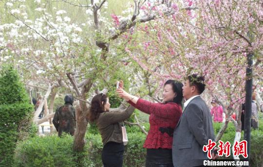 新疆百萬畝梨花與“百花”爭(zhēng)春 游人賞別樣春景